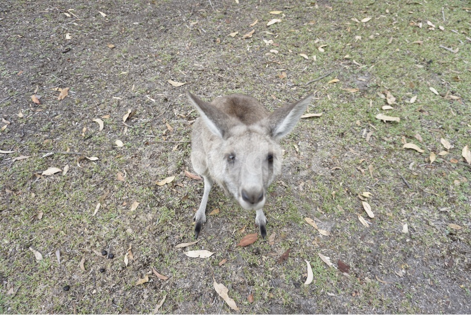 야생,호주,자연,캥거루,동물,wild,australia,nautre,animal,kangaroo,동물,animal,포유류,mammal