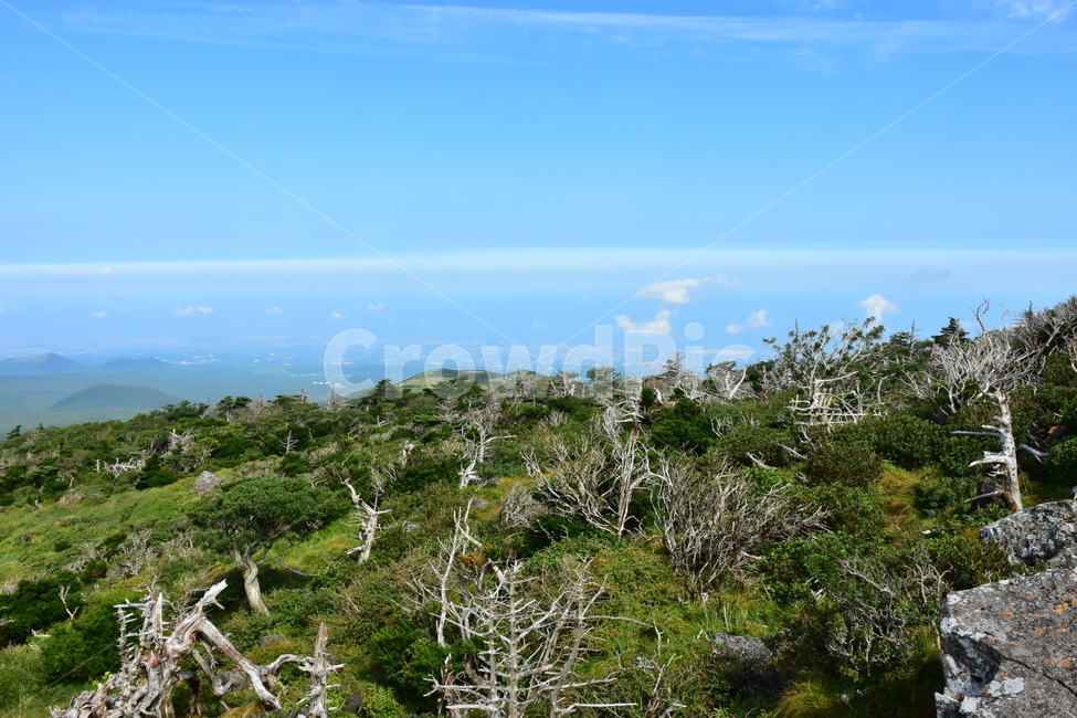 영실,한라산,제주,기암괴석,절경,자연,풍경,힐링,여름,계절,탐방,등산,season,nature,landscape,한국자연풍경,한국자연경관,korea,naturelandscape,제주도,jeju,jejuisland,자연,풍경,nature,landscape,한국자연풍경,한국자연경관,korea nature landscape,제주도,jeju,jeju island,bush,부시,vegetation,초목,plant,식물,outdoors,옥외