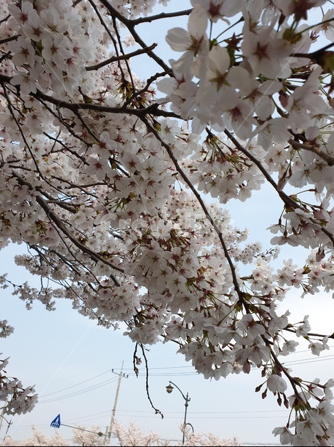 벚꽃,봄,3월,자연,나무,핑크,분홍,사랑,향기,꽃향기,꽃,flower,봄,계절,spring,season,식물,자연,plants,nature,꽃,flower,plant,cherry blossom,blossom