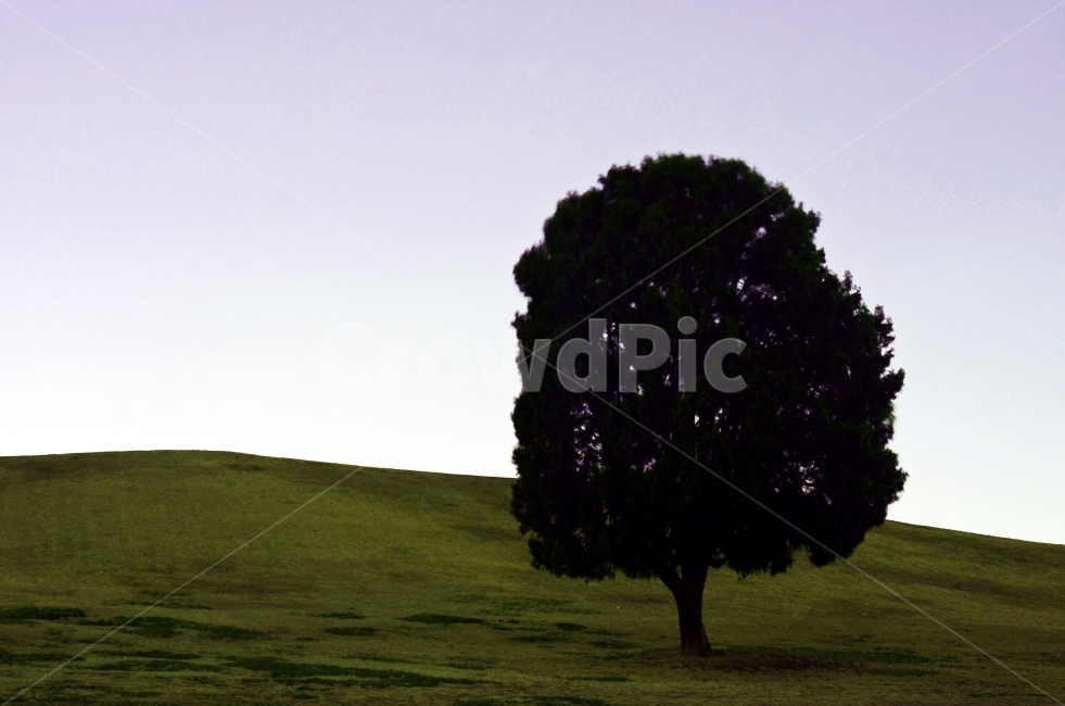 나홀로나무,자연,풍경,잔디,나무,자연,풍경,nature,landscape,식물,plants,나무,trees,wood,plant,tree,grass
