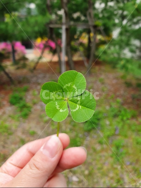 클로버,네잎클로버,식물,풀,행운,식물,자연,plants,nature
