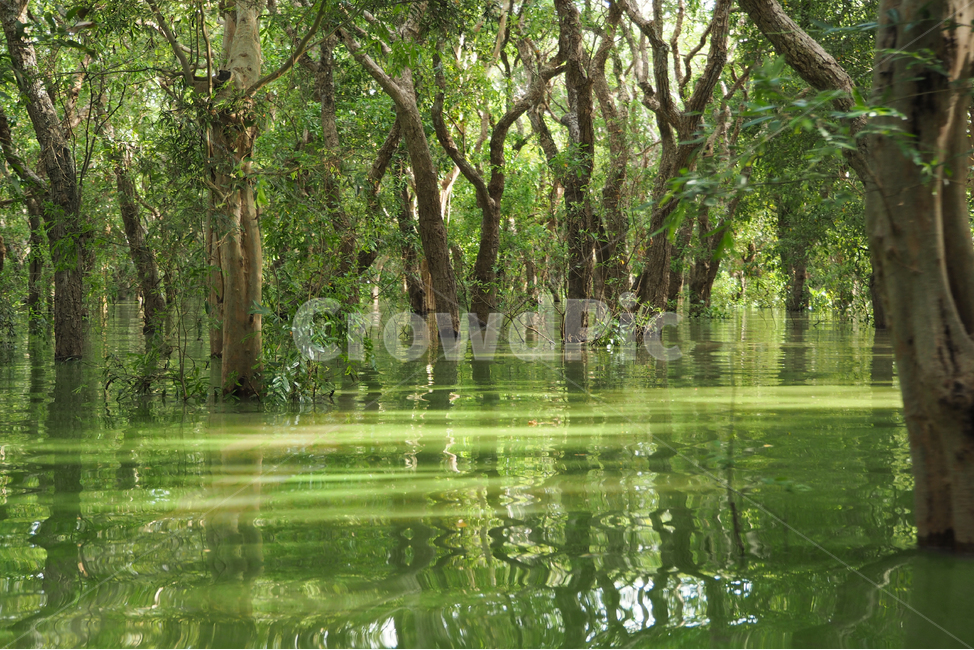 자연,풍경,강,나무,초록,햇빛,nature,landscape,river,trees,green,sunlight,sunshine,자연,풍경,nature,landscape,land,땅,outdoors,옥외,water,물,vegetation,초목,plant,식물,swamp,늪,marsh,습지,bog,변소,jungle,밀림,tree