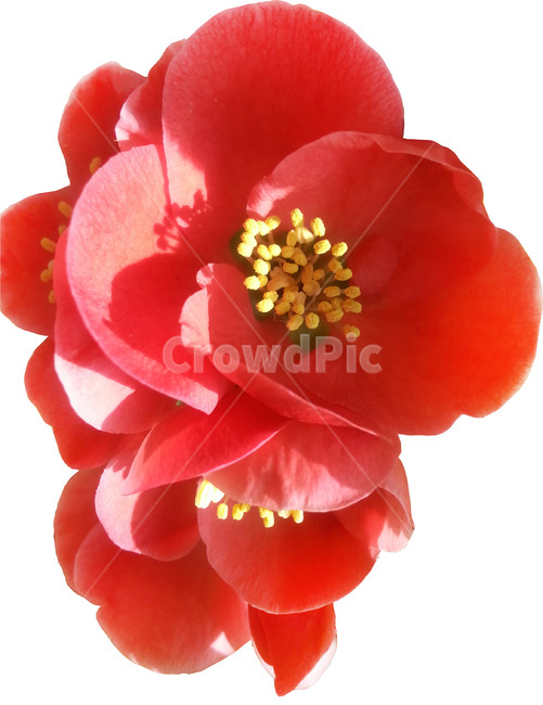 식물,꽃,flower,명자꽃,풀명자