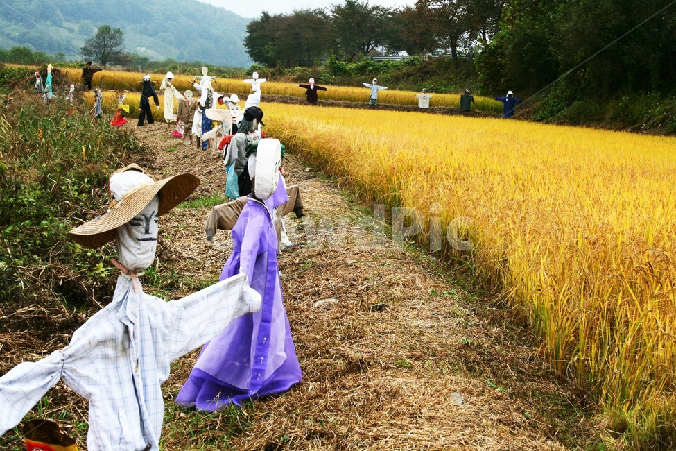 허수아비,전통민속,한국민속,한국정서,전통농업,산업,industry,industrial,농업,농사,agriculture,farming,farming industry