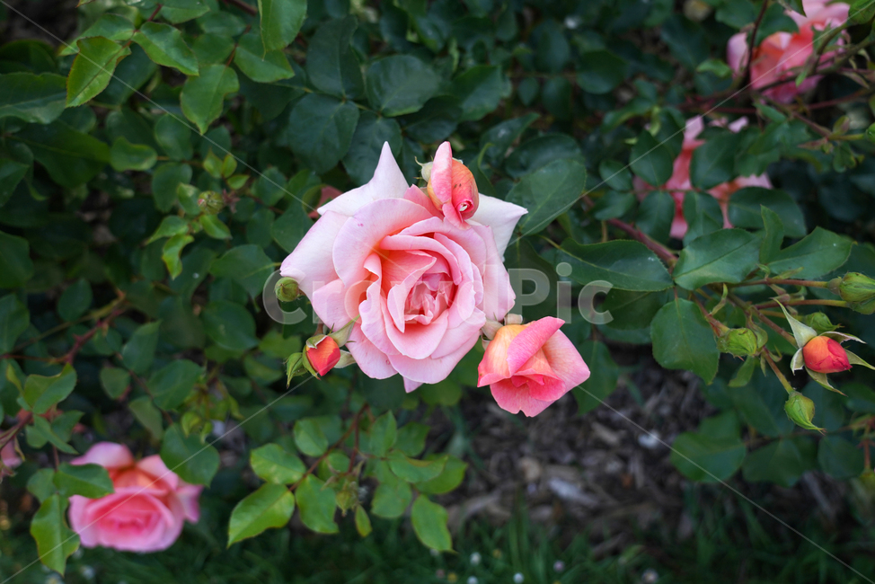 꽃,장미,식물,분홍장미,장미꽃,rose,flower,blossom,plant,식물,자연,plants,nature,꽃,flower