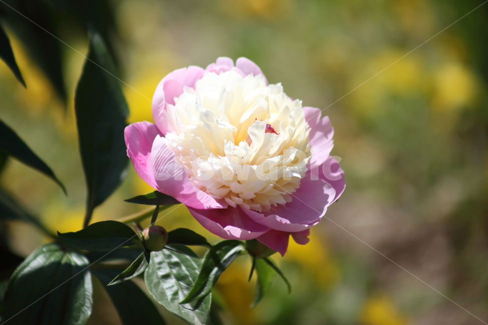 작약,꽃,봄,식물,peonyroot
