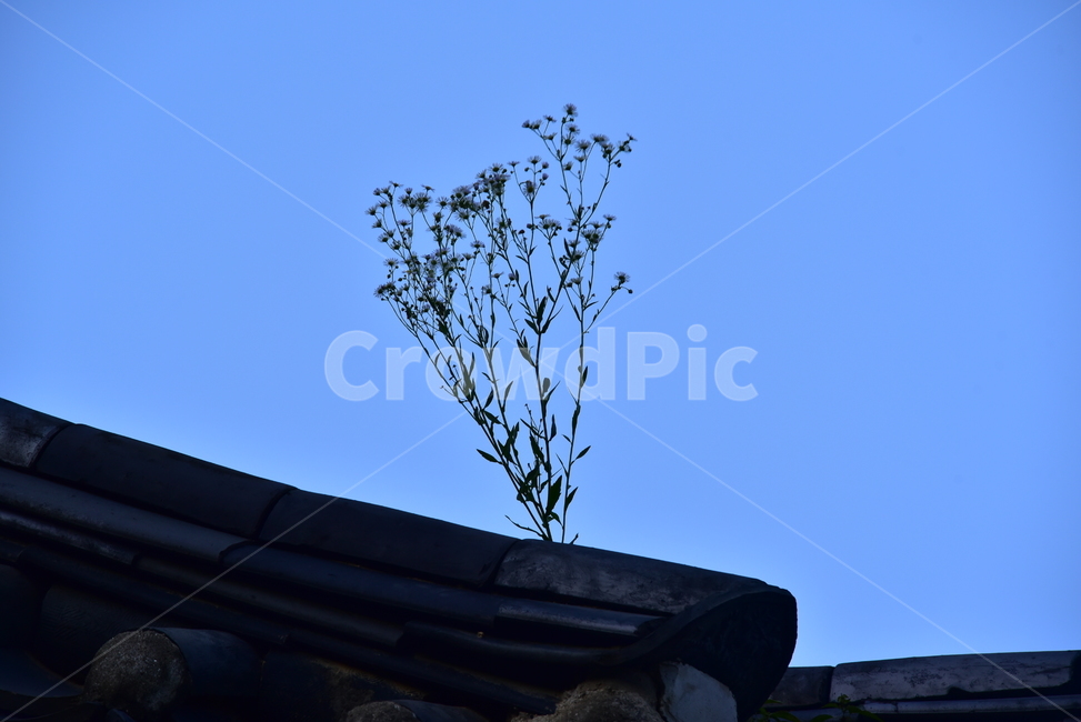 식물,풀,기와,처마,지붕,하늘,sky,grass,weed,roof,eaves,식물,자연,plants,nature