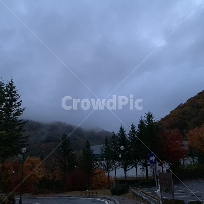 흐린하늘,tree,나무,abies,plant,식물,식물,자연,plants,nature,나무,trees,wood