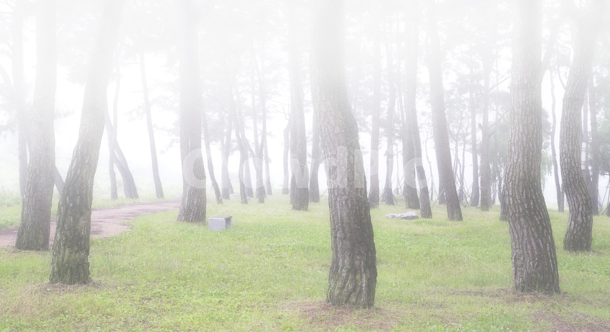 자연,풍경,식물,나무,소나무,소나무숲,숲,동산,소나무동산,안개,아침,풀밭,잔디밭,풀,남평,드들강,드들강유원지,강변,둔치,나주시,계절,여름