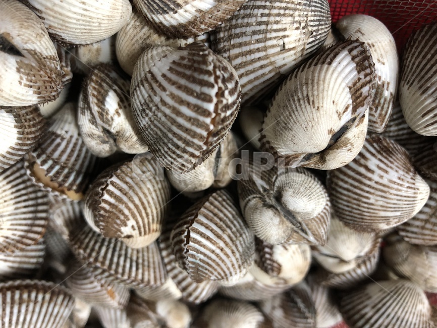 꼬막,한식,cockles,cockle,해양생물,seashell,벌교꼬막,삶은꼬막,음식,식재료,요리,food,cook,meal,dishes,food reserves,수산물,해산물,fishery products,seafood