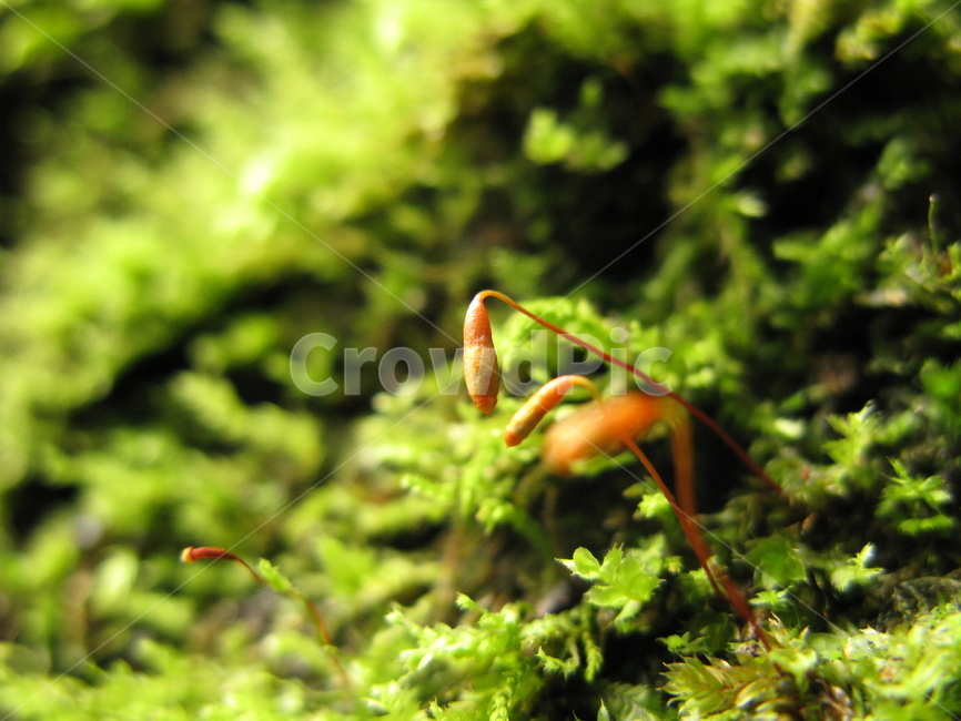 plant,이끼,무척추동물,invertebrate,곤충,식물,insect,moss,animal,식물,자연,plants,nature