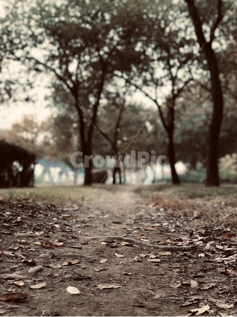 숲길,흙길,낙엽,흙,나무,숲속