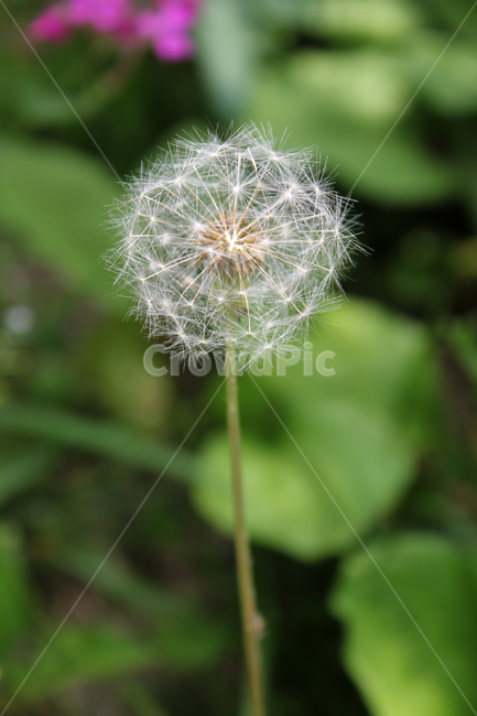 민들레씨,씨앗,민들레,민들레씨앗,씨,꽃씨,자연,식물,클로즈업,seed,plant,dandelion,green,녹색,그린,seeds,soft,부드러운,봄,spring,야외,정원,식물,자연,plants,nature,꽃,flower