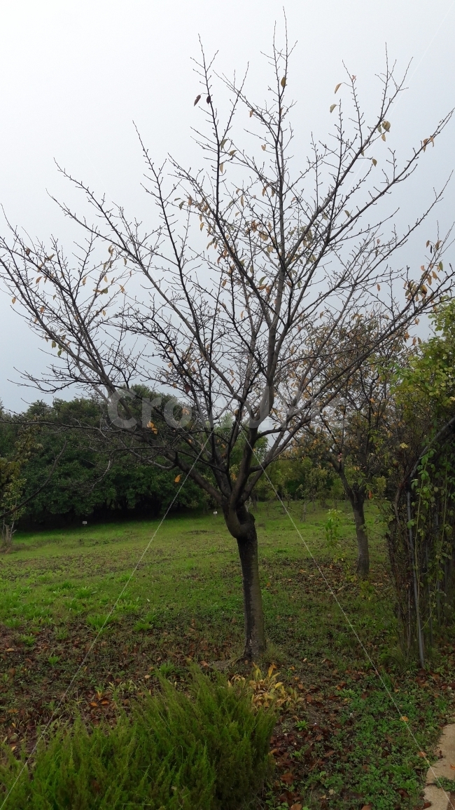 외로움,허전함,나무,잎사귀,흐림,식물,자연,plants,nature,나무,trees,wood
