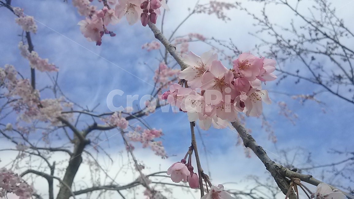 꽃,벚꽃,cherryblossom,flower,blossom,봄,계절,spring,season,plant,식물,cherry blossom