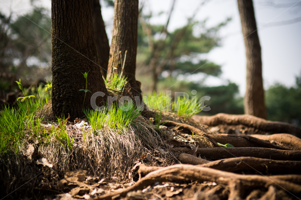꽃,야생화,식물,자연,숲,초록,봄,forest,flower