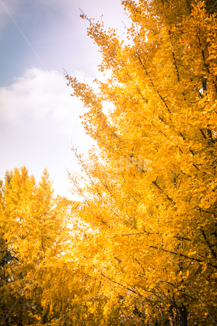 은행나무,가을,road,단풍,식물,나무,plant,tree,잎,가을,계절,fall,autumn,season,자연,풍경,nature,landscape,maple
