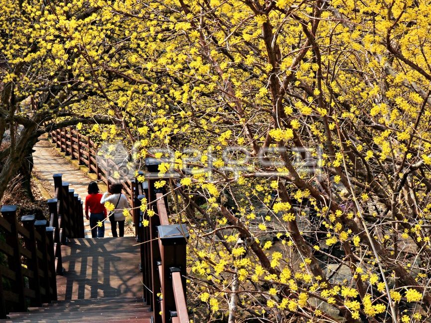 사람,human,산수유꽃,산수유,노란꽃,꽃배경