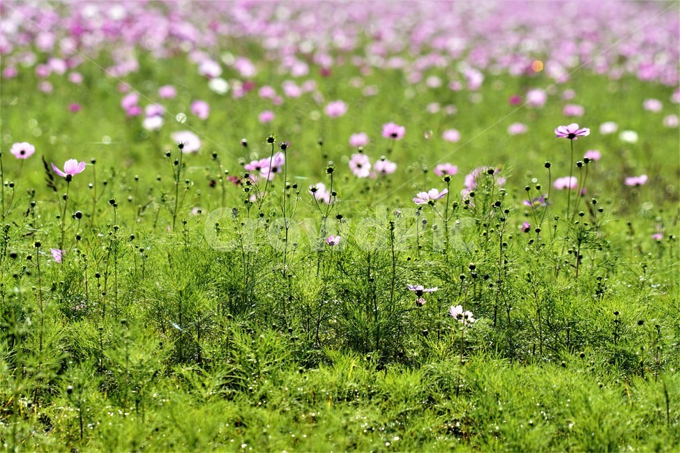 가을,코스모스,꽃,자연,식물,nature,계절,fall,autumn,season,flower,가을,계절,fall,autumn,season,식물,자연,plants,nature,꽃,flower,grassland,목초지,outdoors,옥외,field,들,farm,농장,rural,농촌