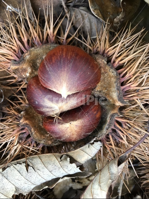plant,식물,밤,밤송이,나무,낙옆,가을,가을,계절,fall,autumn,season,과일,열매,fruit