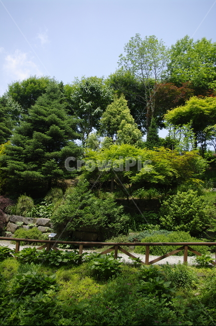 초록,나무,잎,식물,plant,계절,봄,spring,자연,풍경,nature,landscape,tree,fir,전나무