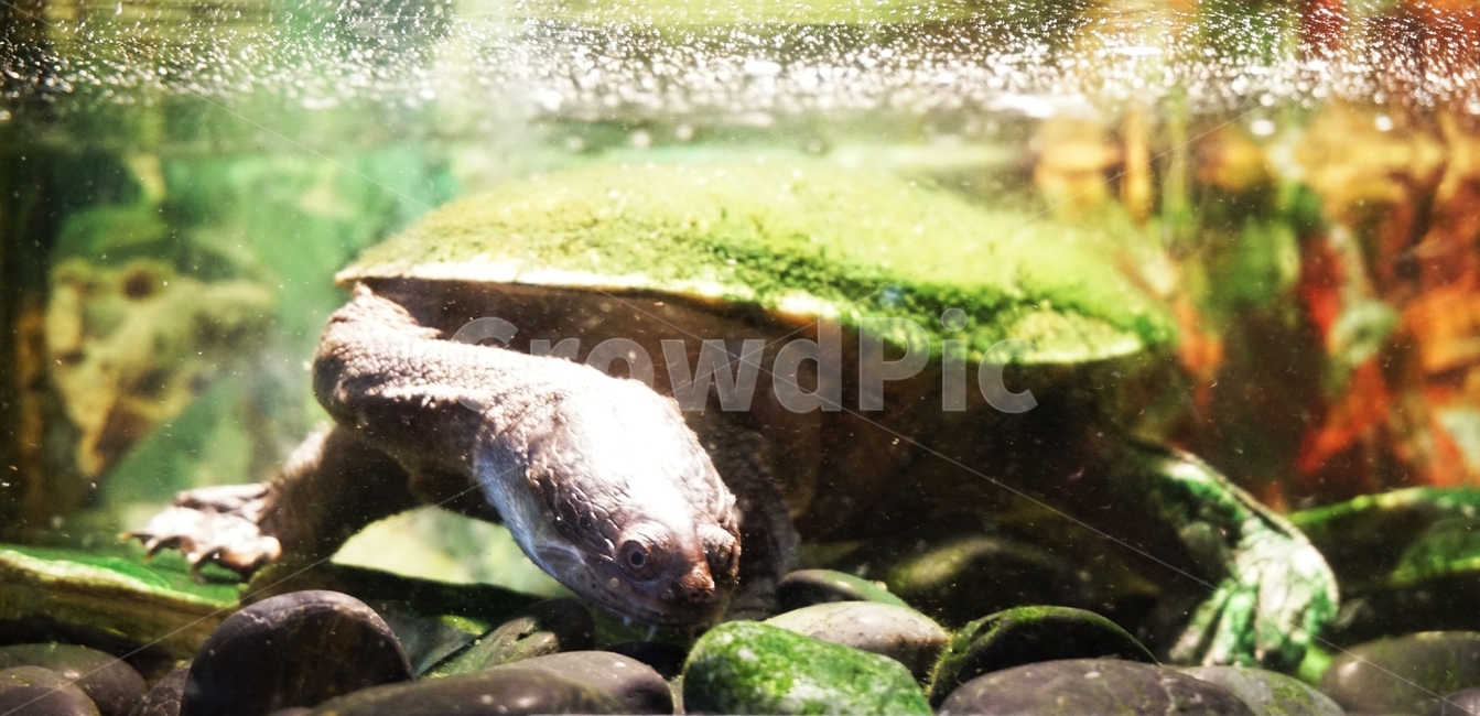 거북이,자라,뱀,양서류,등껍질,nature,자연,동물보호,동물,animal,파충류,양서류,reptile,amphibian