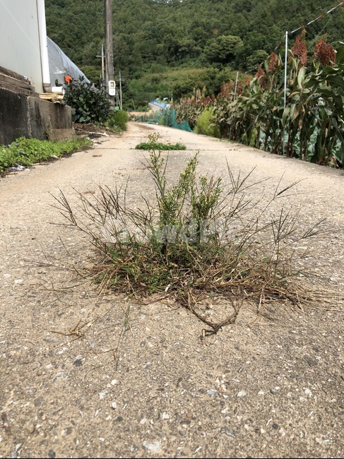 식물,시멘트,잡초,생명력,길,강인함,식물,자연,plants,nature