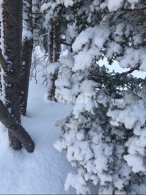 눈,나무,트리,확대,깨끗함,겨울,계절,winter,season