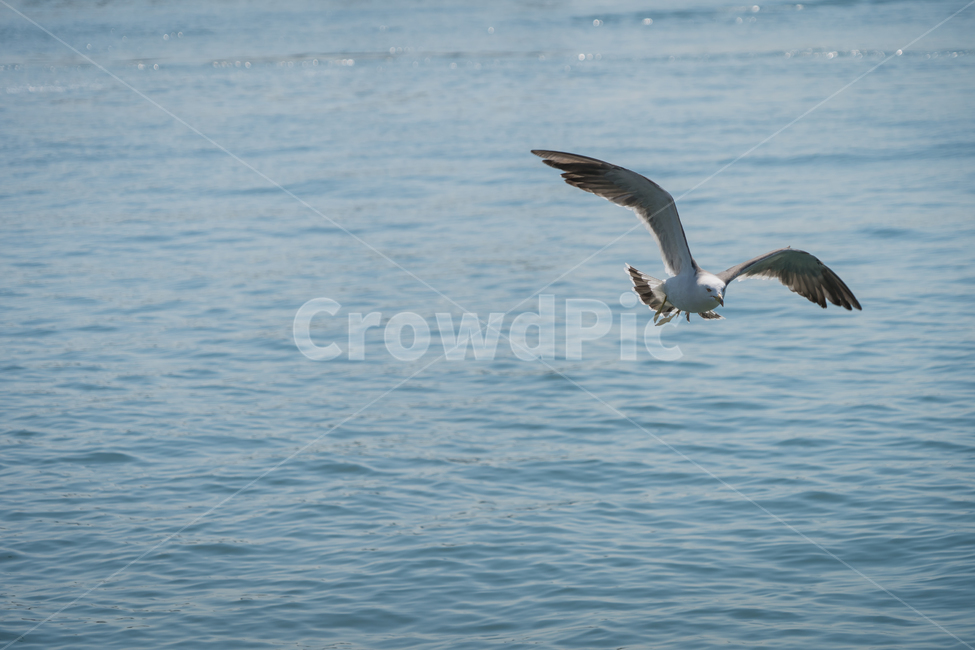 갈매기,조류,바다,비상,새,비행,seagull,창공,날다,자연,트랙킹,연사,순간포착,동물,animal,조류,새,birds