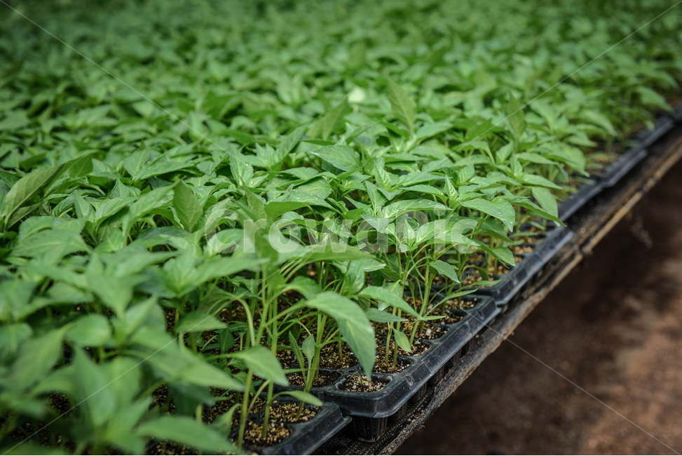 묘종,육묘장,성장,대목,growing,새싹,고추대목,seed,seeds,건강,green,초록,식물,식물,자연,plants,nature