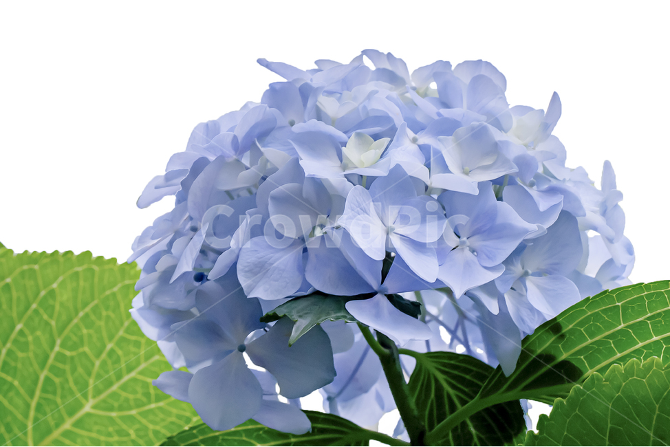 수국,자연,꽃,색감,식물,배경,접사,매크로,뷰티,백그라운드,flower,nature,plants,싱그로운,식물,자연,plants,nature,꽃,flower,누끼,remove background