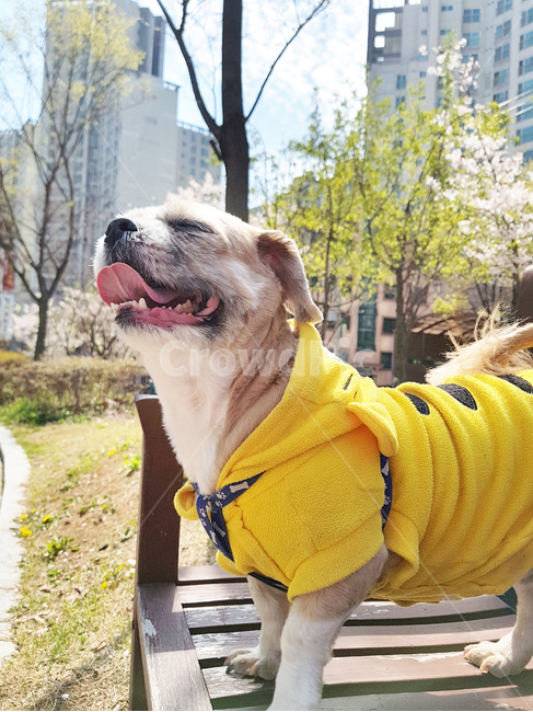 공원,강아지,하늘,시츄,반려견,동물,animal,포유류,mammal,개,강아지,dog,doggy