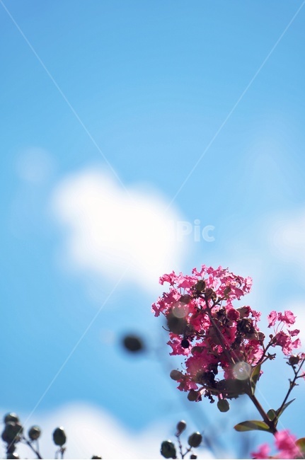 plant,하늫,꽃,나무,하늘