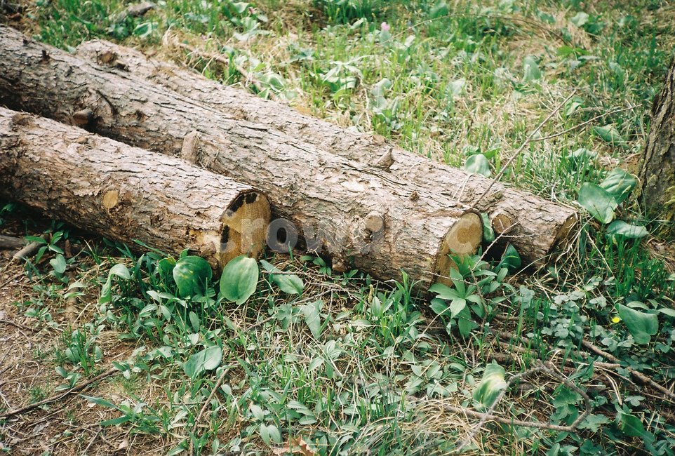 벌목,목재,나무,임업,전나무,식물,자연,plants,nature,나무,trees,wood