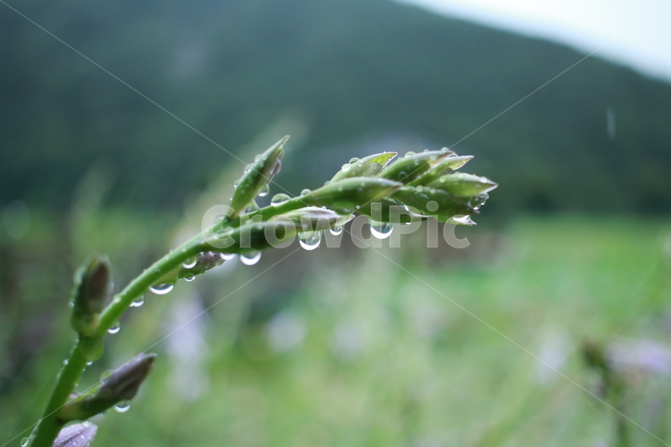 우중출사,여름,장마,비,비방울,식물,자연,plants,nature,비,비오는날,rain,rainy