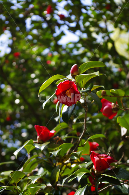 동백나무,동백꽃,나무,식물,plant,꽃,flower,계절,봄,spring,식물,자연,plants,nature,꽃,flower