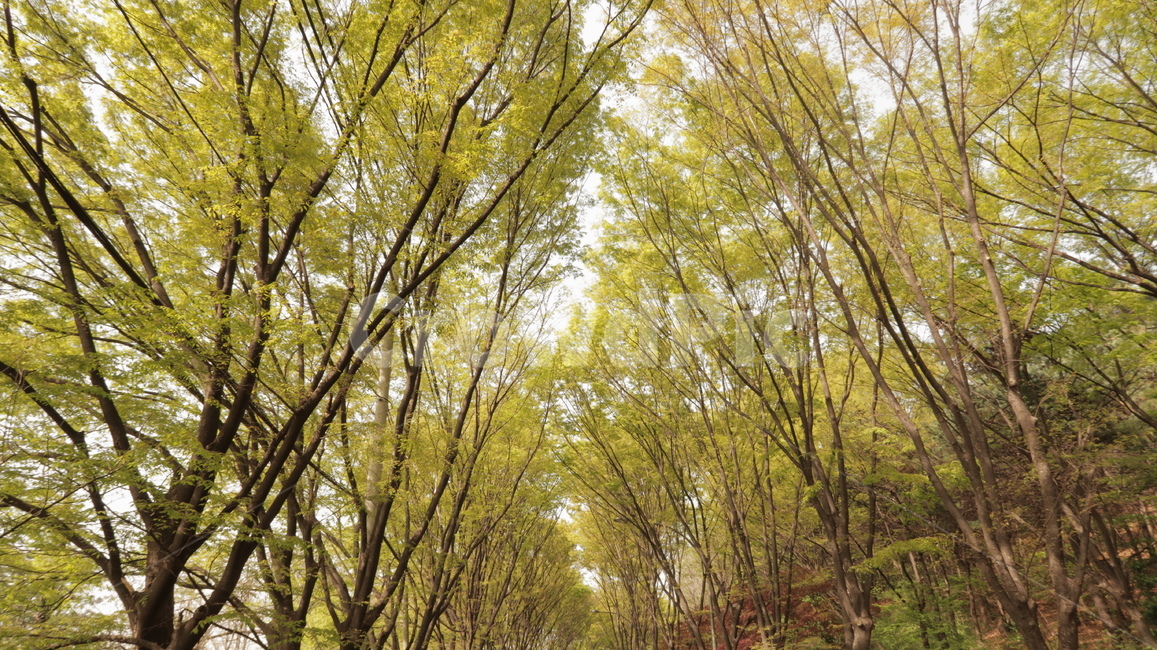 plant,식물,vegetation,초목,forest,land,나무,나라,숲,woodland,outdoors,삼림지,nature,자연,path,통로,작은숲,grove,tree