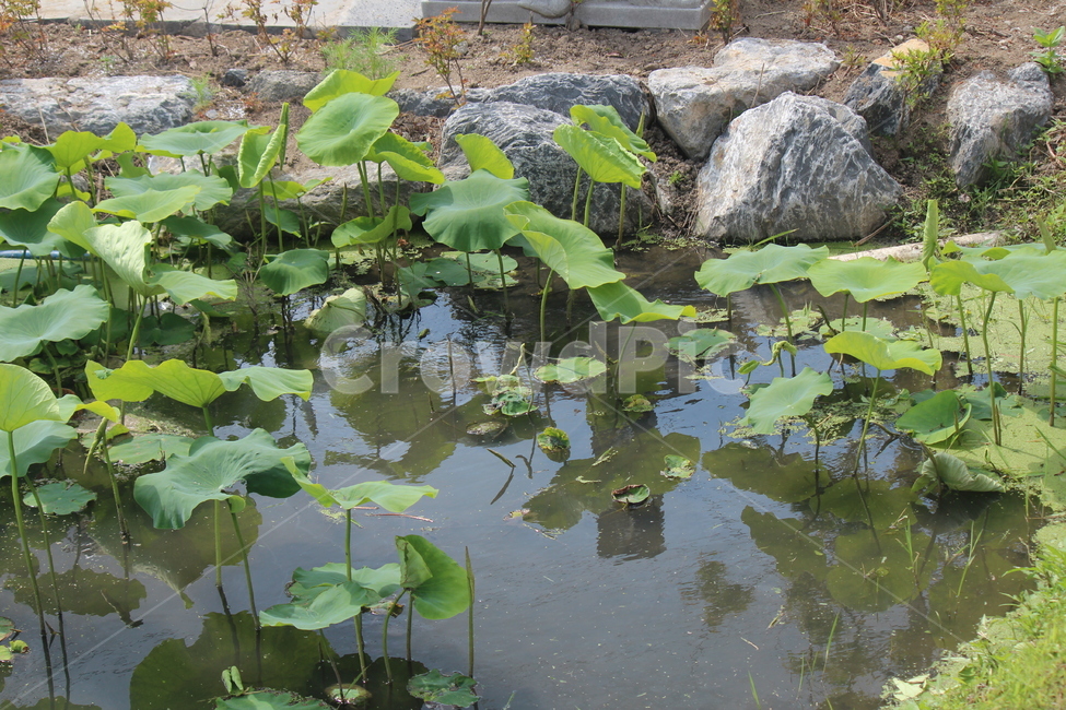연잎,물레방아,물,봄,여름,개구리,왕눈이,식물,자연,plants,nature