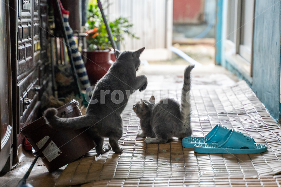 cat,고양이,animal,동물,pet,애완동물,러시안블루,믹스,부모