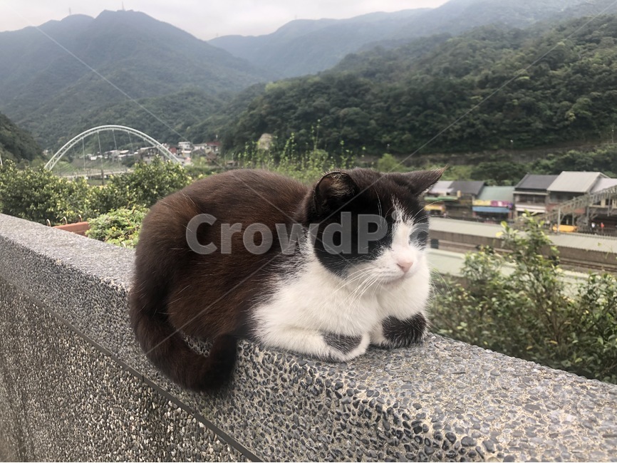고양이,자연,풍경,동물,산,동물,animal,포유류,mammal,고양이,cat,kitten,kitty
