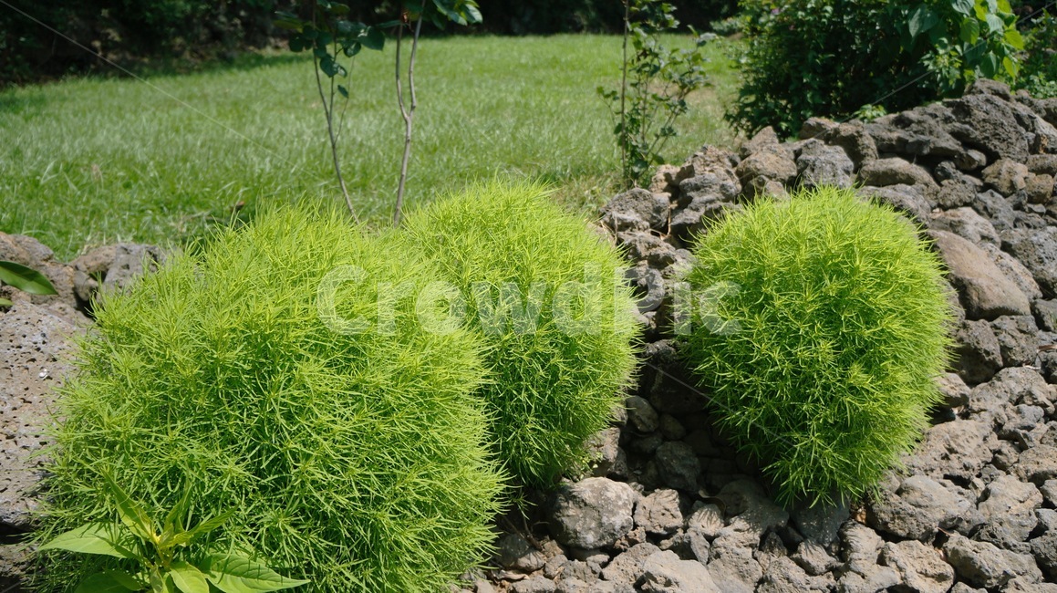 풍경,꽃,자연,나무,풀,자연,풍경,nature,landscape,plant,식물,moss,이끼