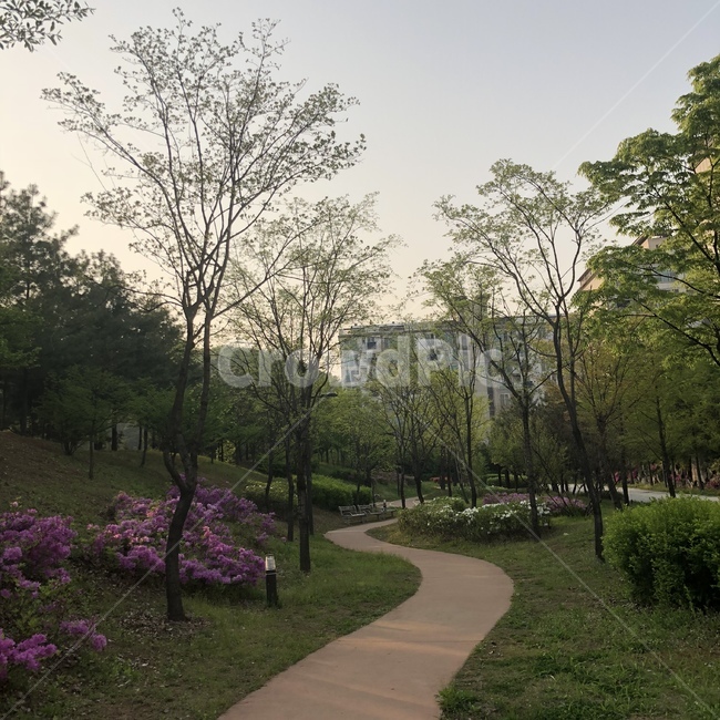 길,산책,꽃,나무,동네,여유