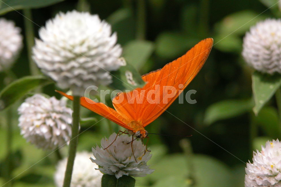 나비,자연,butterfly,nature,insect,곤충,식물,자연,plants,nature,꽃,flower,곤충,벌레,insect,bug