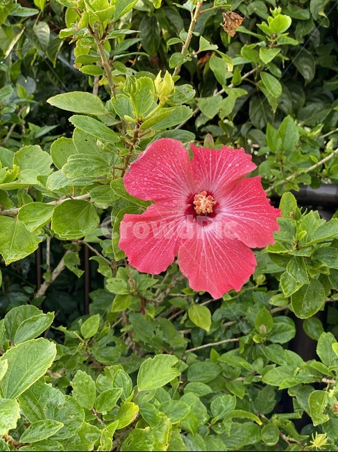 plant,식물,blossom,꽃,flower,식물,자연,plants,nature,꽃,flower