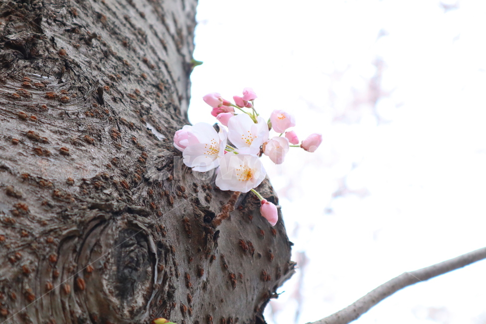 제주벚꽃,왕벚꽃,벚꽃,봄꽃,cherryblossom,제주왕벚나무,왕벚나무,제주도꽃,봄,꽃,봄,계절,spring,season,식물,자연,plants,nature,꽃,flower,plant