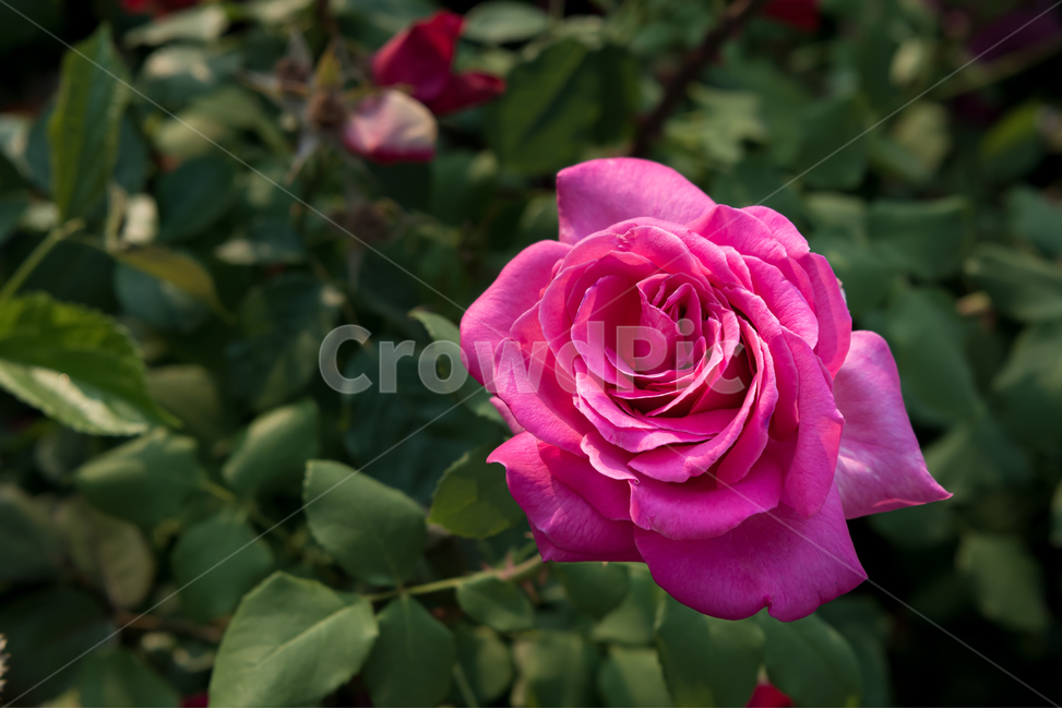 장미,꽃,계절,자연,식물,야외,공원,nature,season,plants,flower,감성,sensible,feeling,rose,빨강,레드,red,붉은색,핫핑크,hotpink,정열,열정,사랑,그린,녹색,green