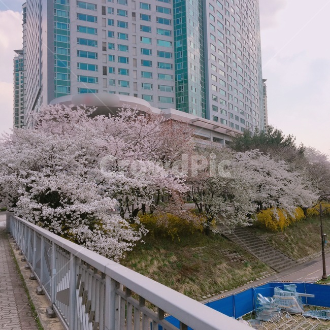 봄,벚꽃,스프링,꽃,봄꽃,봄,계절,spring,season,도시,풍경,city,landscape,plant,식물,banister,난간,handrail