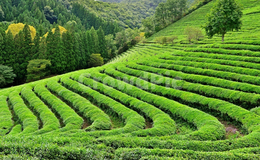 전남,보성,대한다원,녹차밭,녹차잎,연두색,차밭,outdoors,옥외,nature,자연,초록,green,여름,계절,자연,풍경,nature,landscape,한국자연풍경,한국자연경관,korea nature landscape