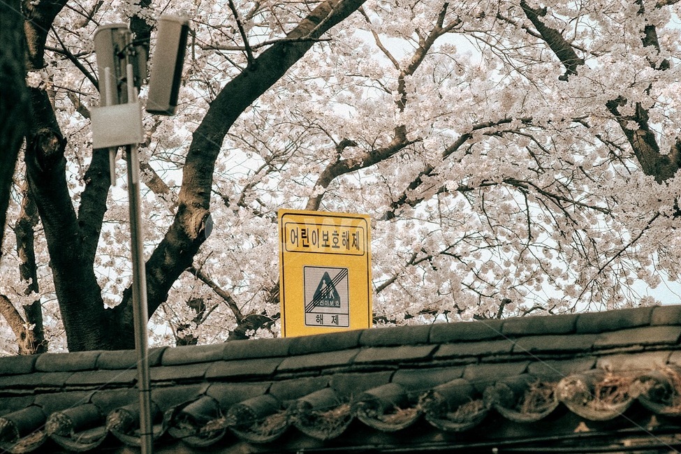 봄,꽃,벚꽃,식물,자연,spring,flower,cherryblossom,plant,nature,봄,계절,spring,season,한국전통,한국문화,korean traditional,korean culture,감성,sensible,feeling,건축물,건물외관,exterior,building,structure,architecture,construction