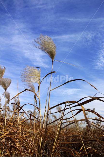 억새,자연,nature,식물,plant,하늘,구름,식물,자연,plants,nature